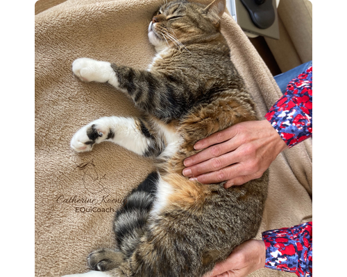 Journée de formation de LaHoChi, ce jour-là, le chat attendait sur la table de massage pour recevoir une séance de la participante.