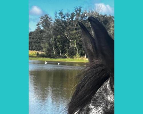 Venez passer une journée ou un week-end  à Bourg en Bresse au coeur du troupeau, afin de recevoir leur enseignement, apprendre a mieux vous connaitre , dépasser certains blocages , certaines croyances... premières dates 25/26/10 #equilience #accompagnementassisteparlecheval #equicoaching #mediationparlecheval